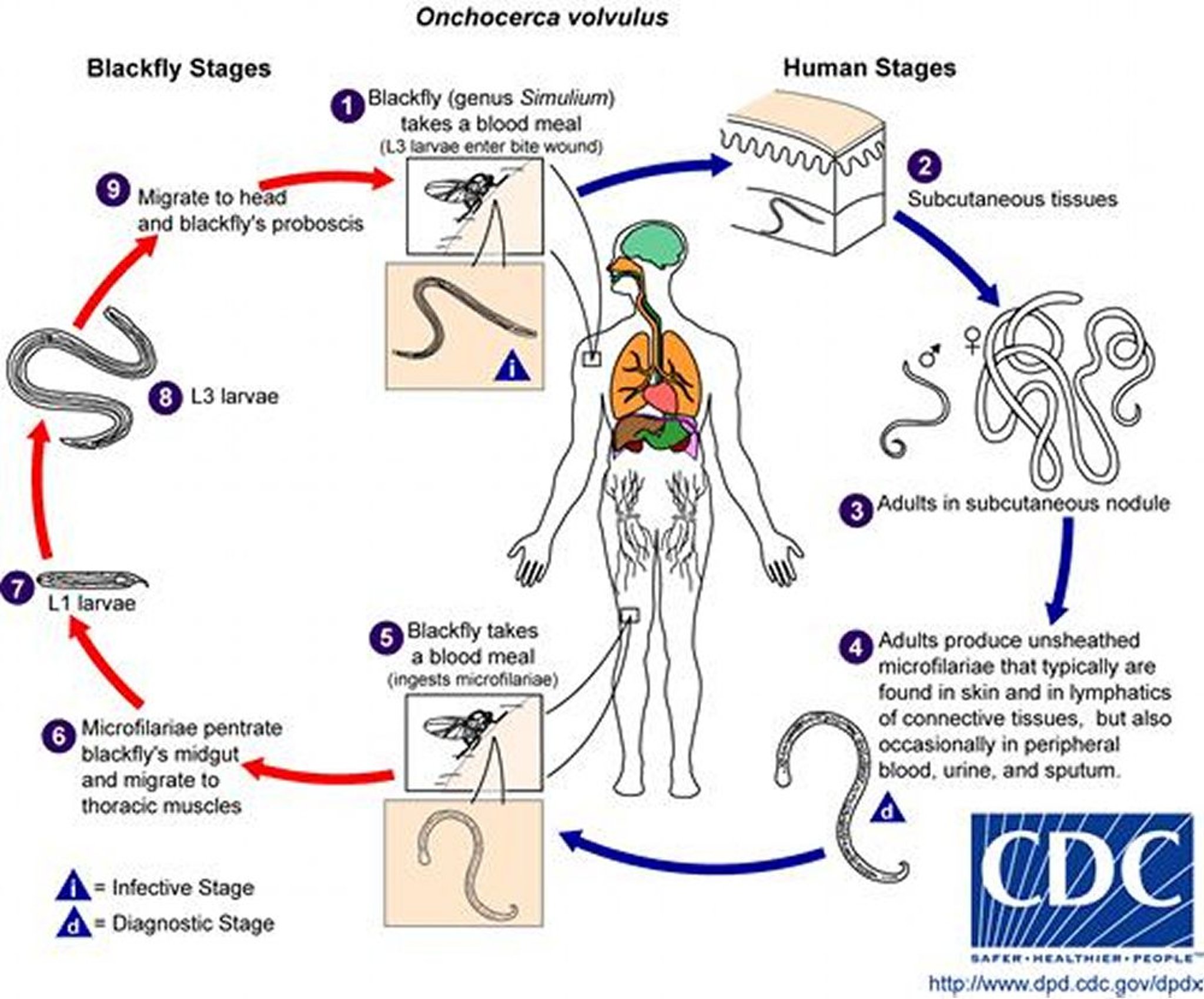 Ciclo de vida de <i >Onchocerca volvulus</i>