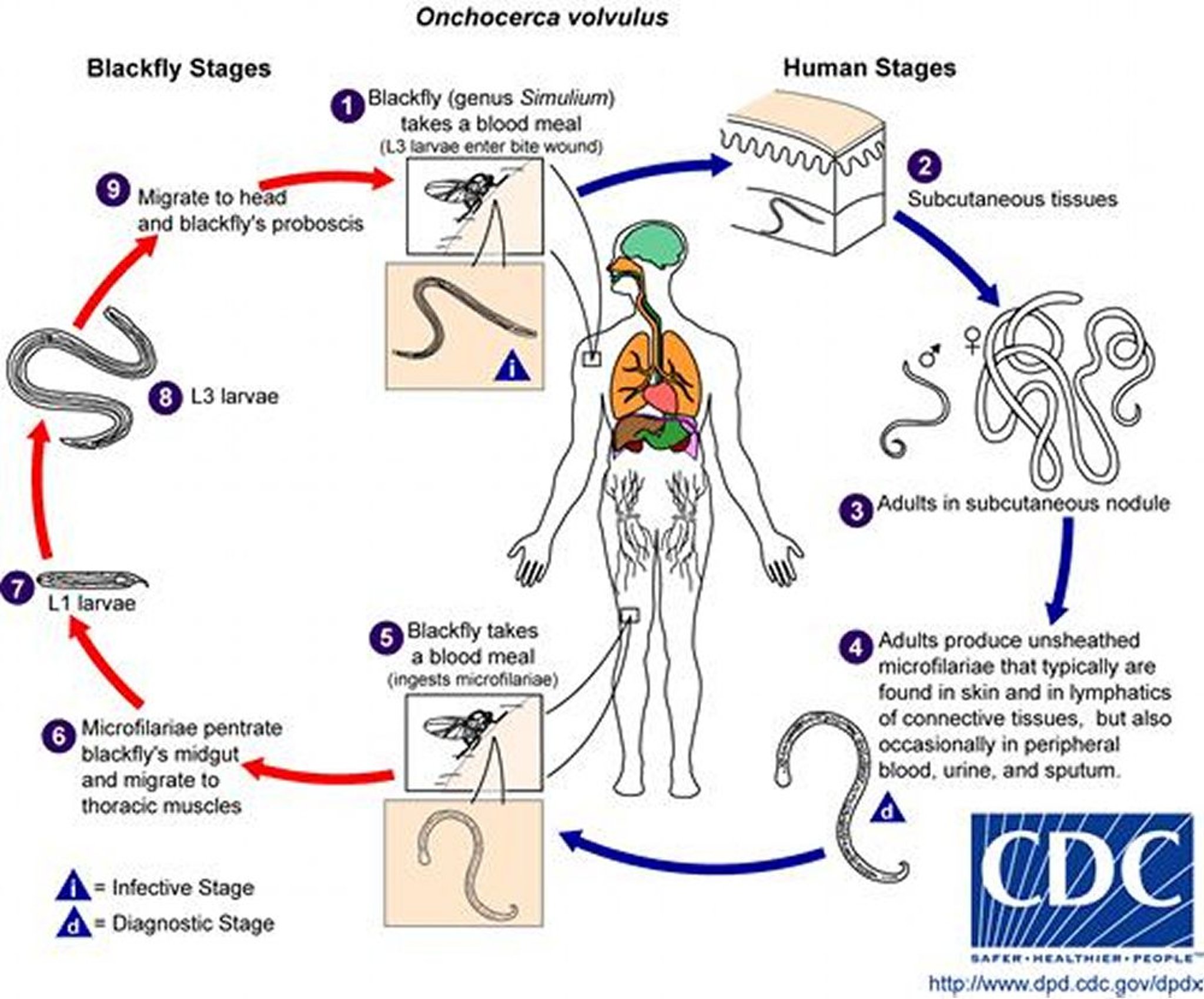 Cycle de vie d’<i >Onchocerca volvulus</i>