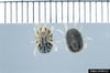 Soft Ticks That Transmit Relapsing Fever