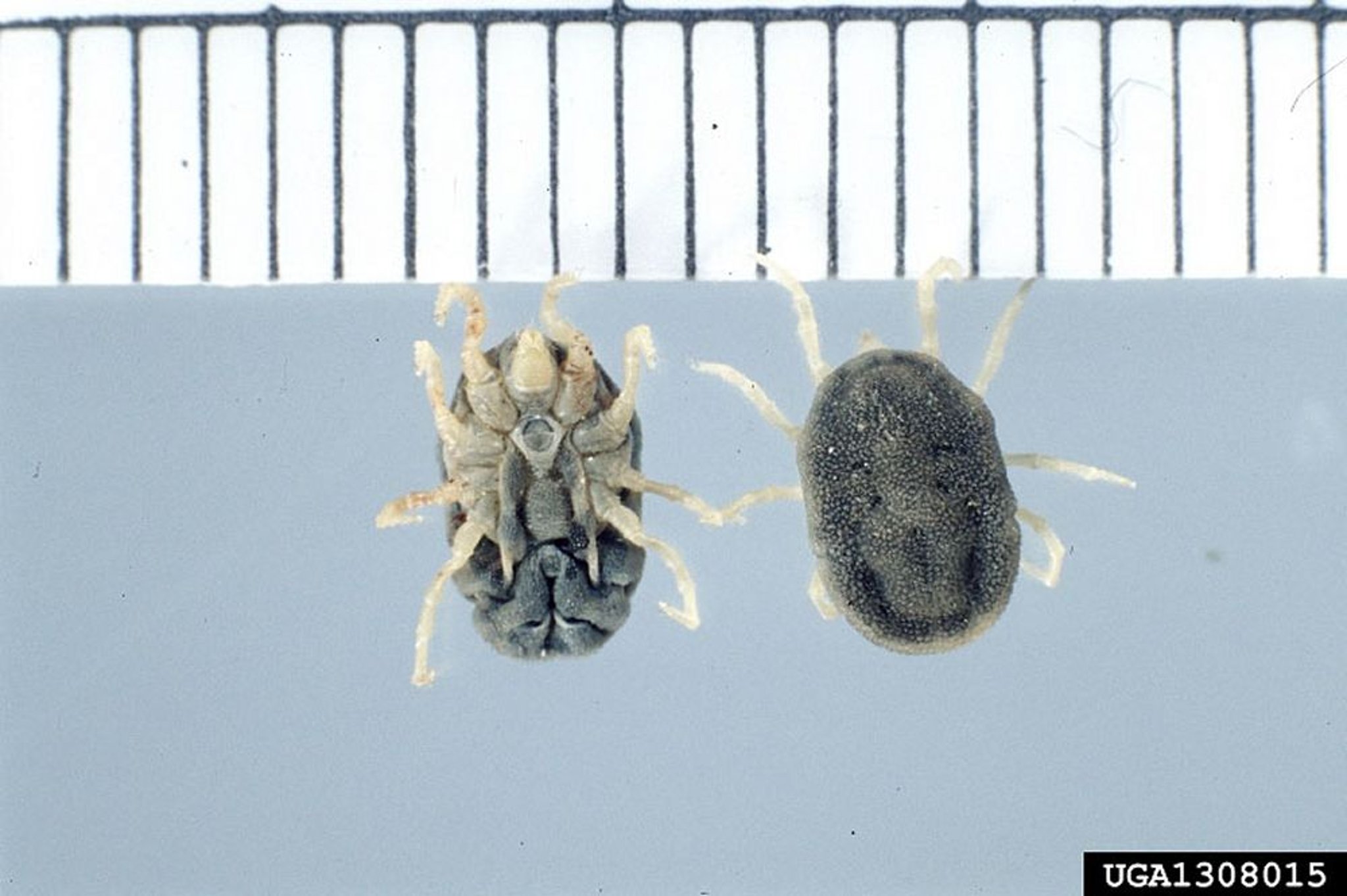 Garrapatas de cuerpo blando que transmiten la fiebre recurrente (borreliosis)