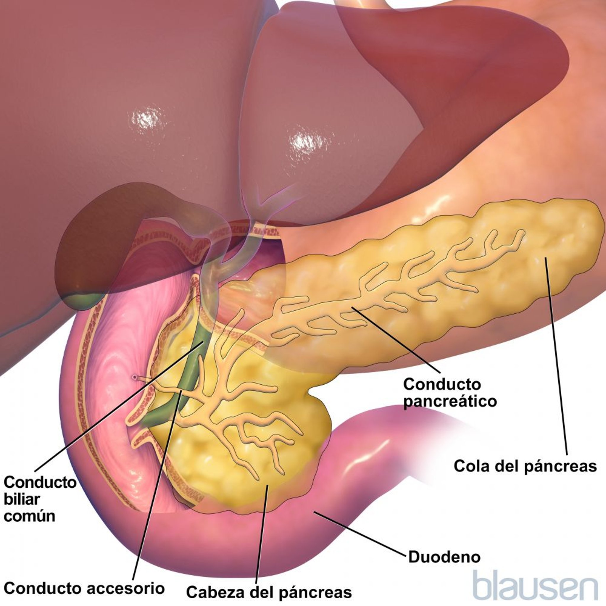 Anatomía del pancreas