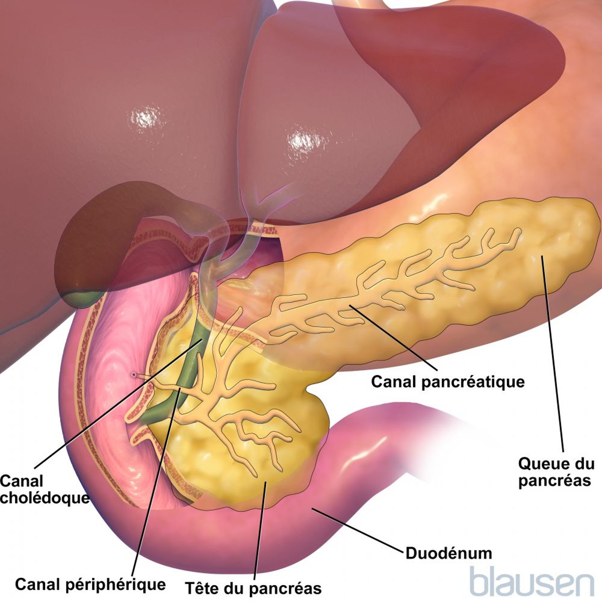 Anatomie du pancréas