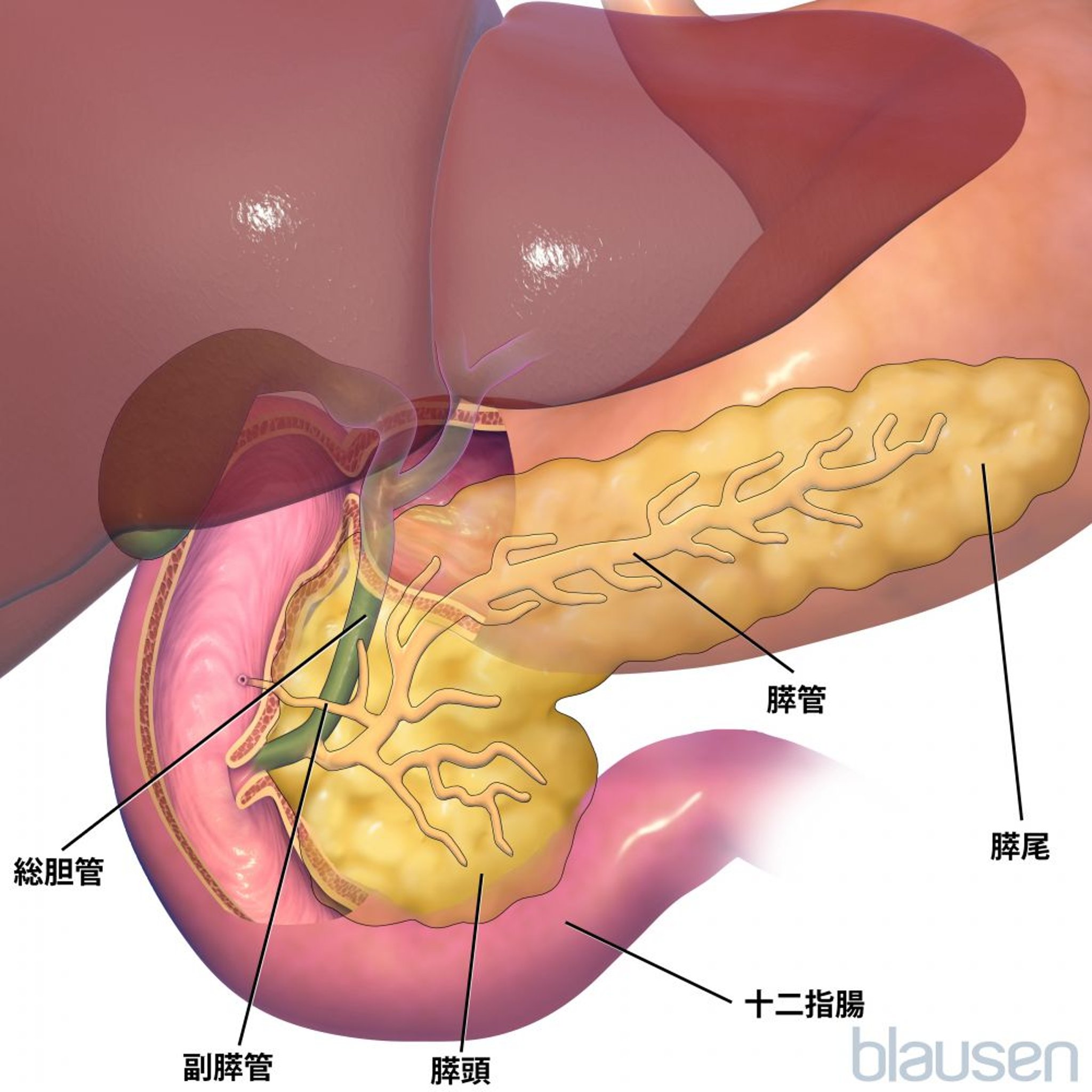 膵臓の解剖学的構造