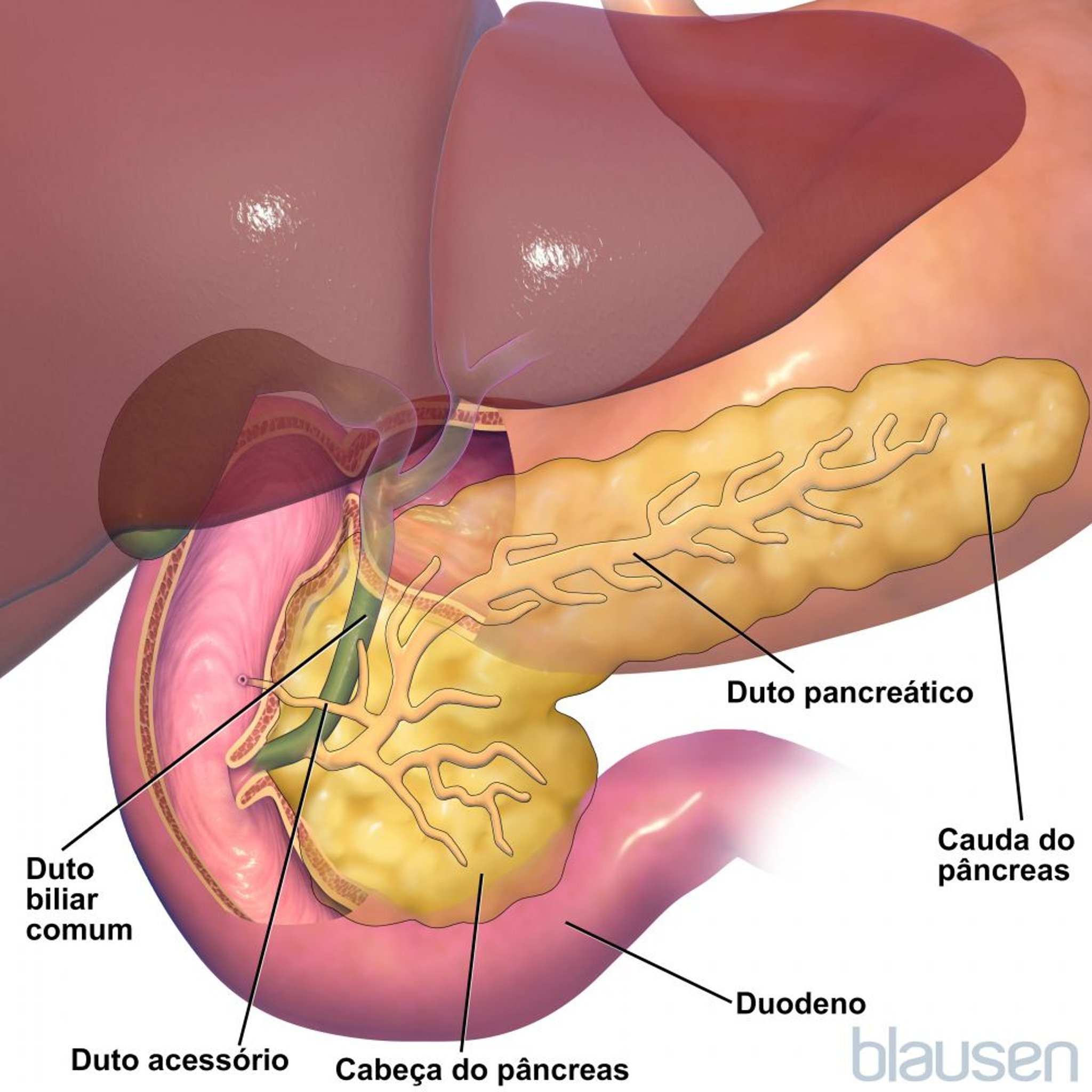 Anatomia do pâncreas