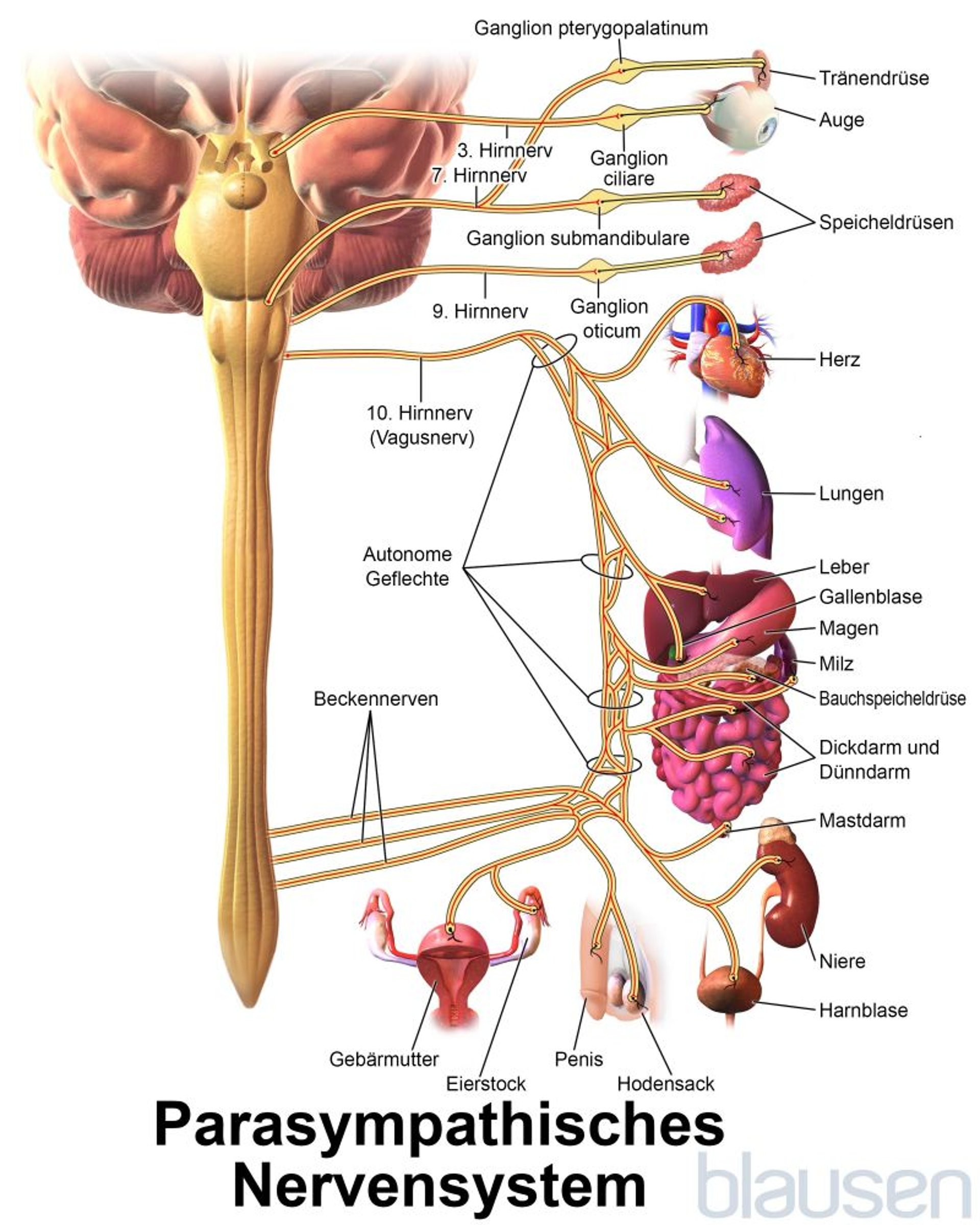 Parasympathisches Nervensystem