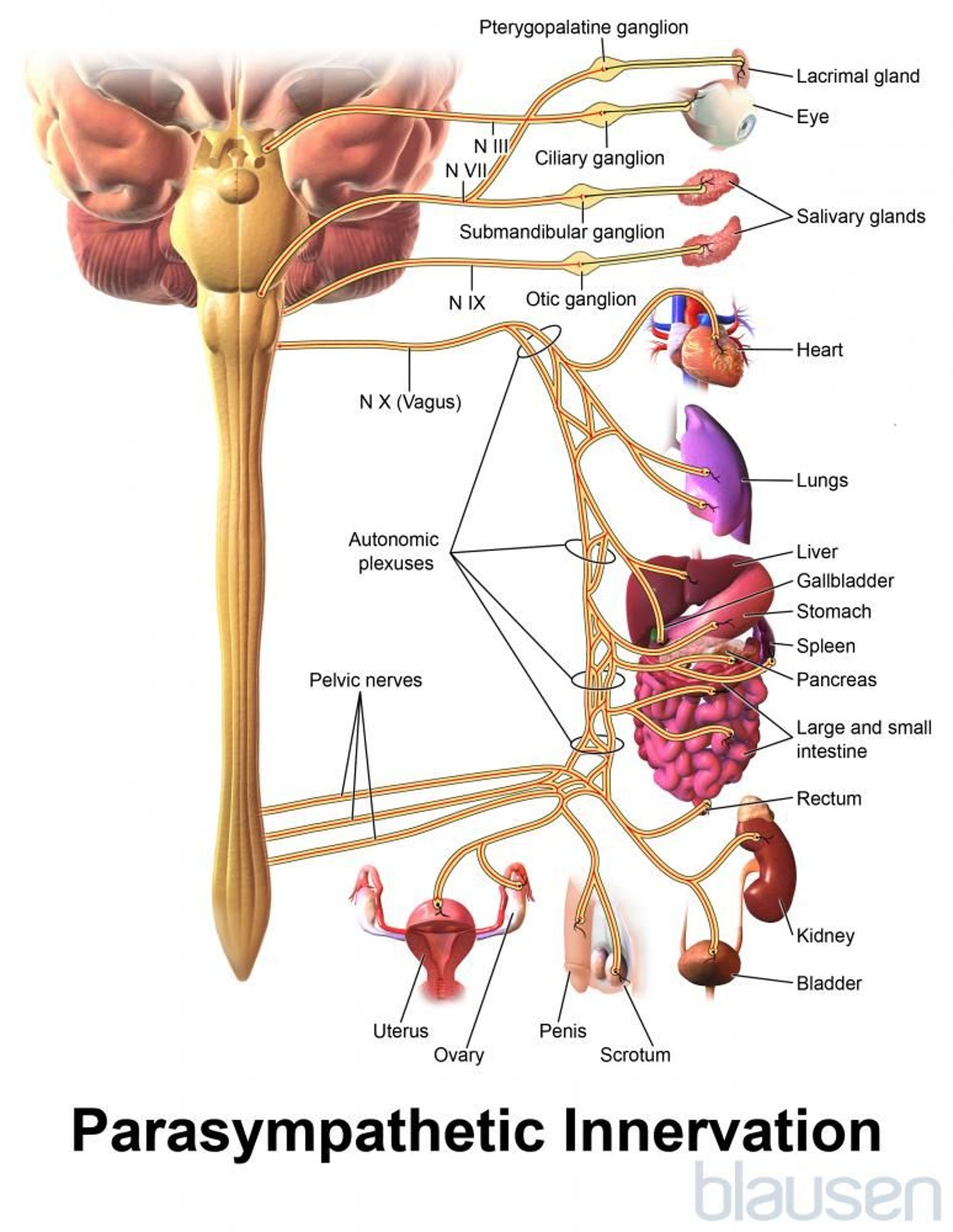 Innervation parasympathique