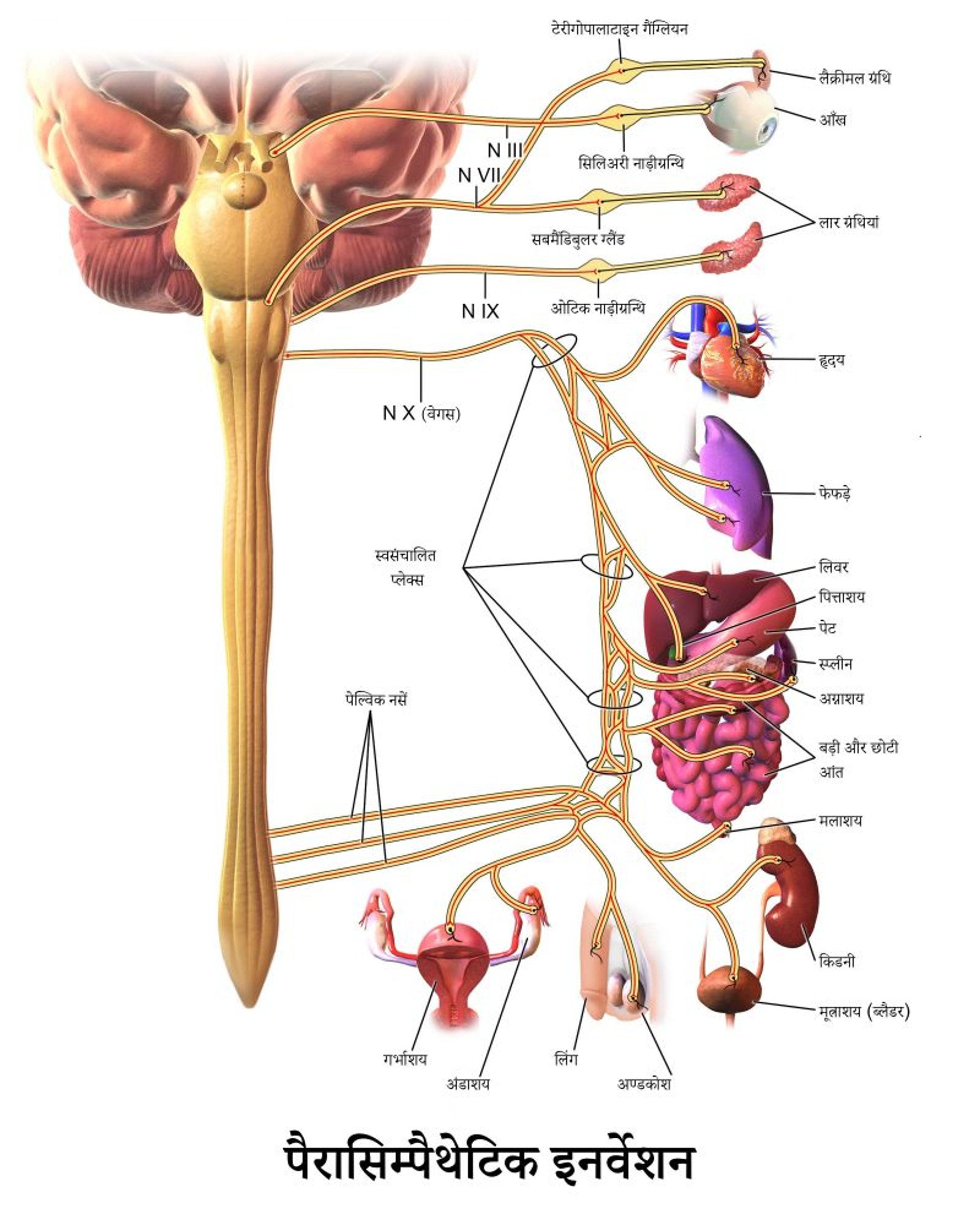 पैरासिम्पैथेटिक इनर्वेशन
