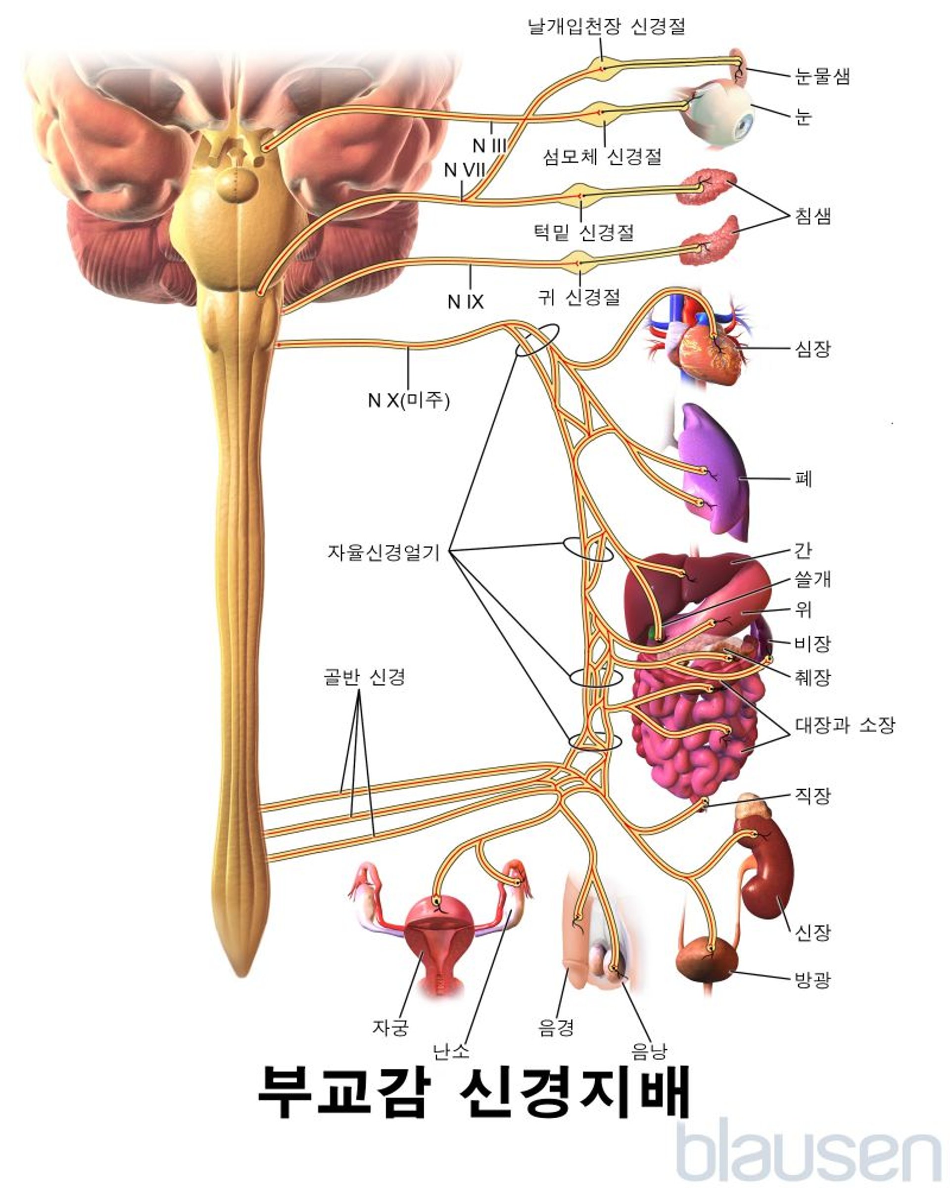 부교감 신경지배