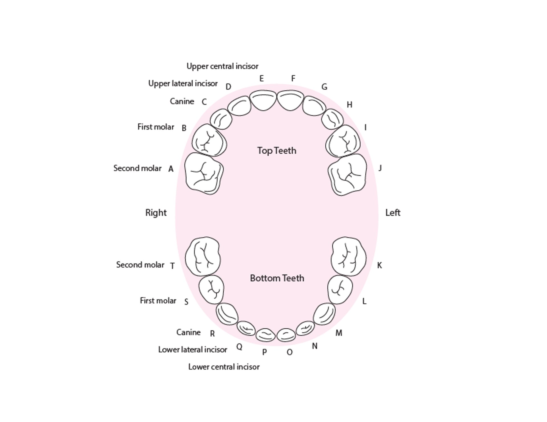 Identifying the Primary (Baby) Teeth