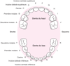 Identification des dents primaires (de lait)