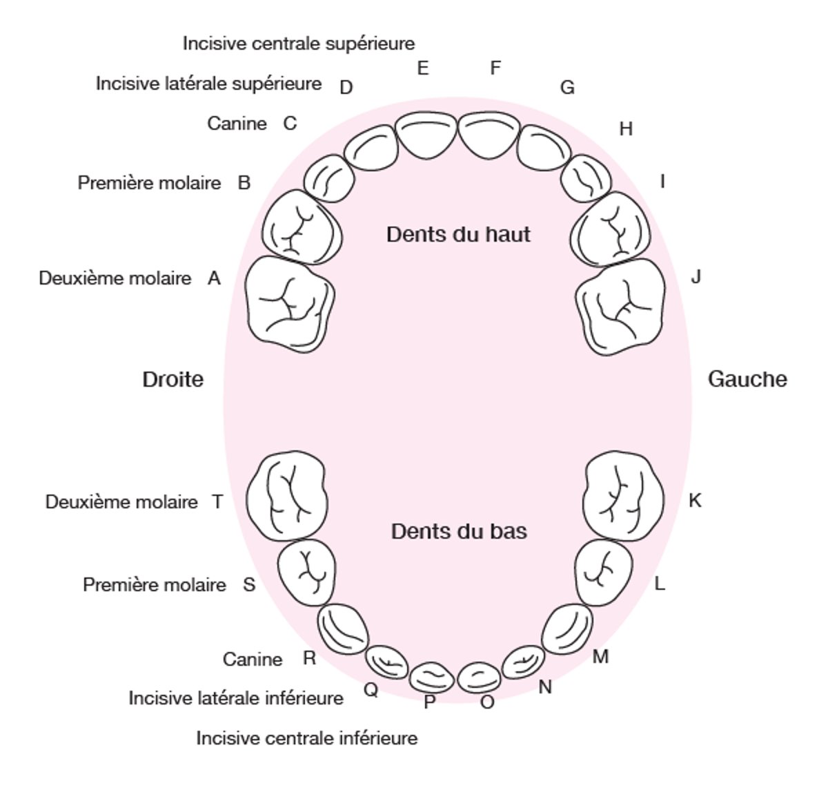 Identification des dents primaires (de lait)