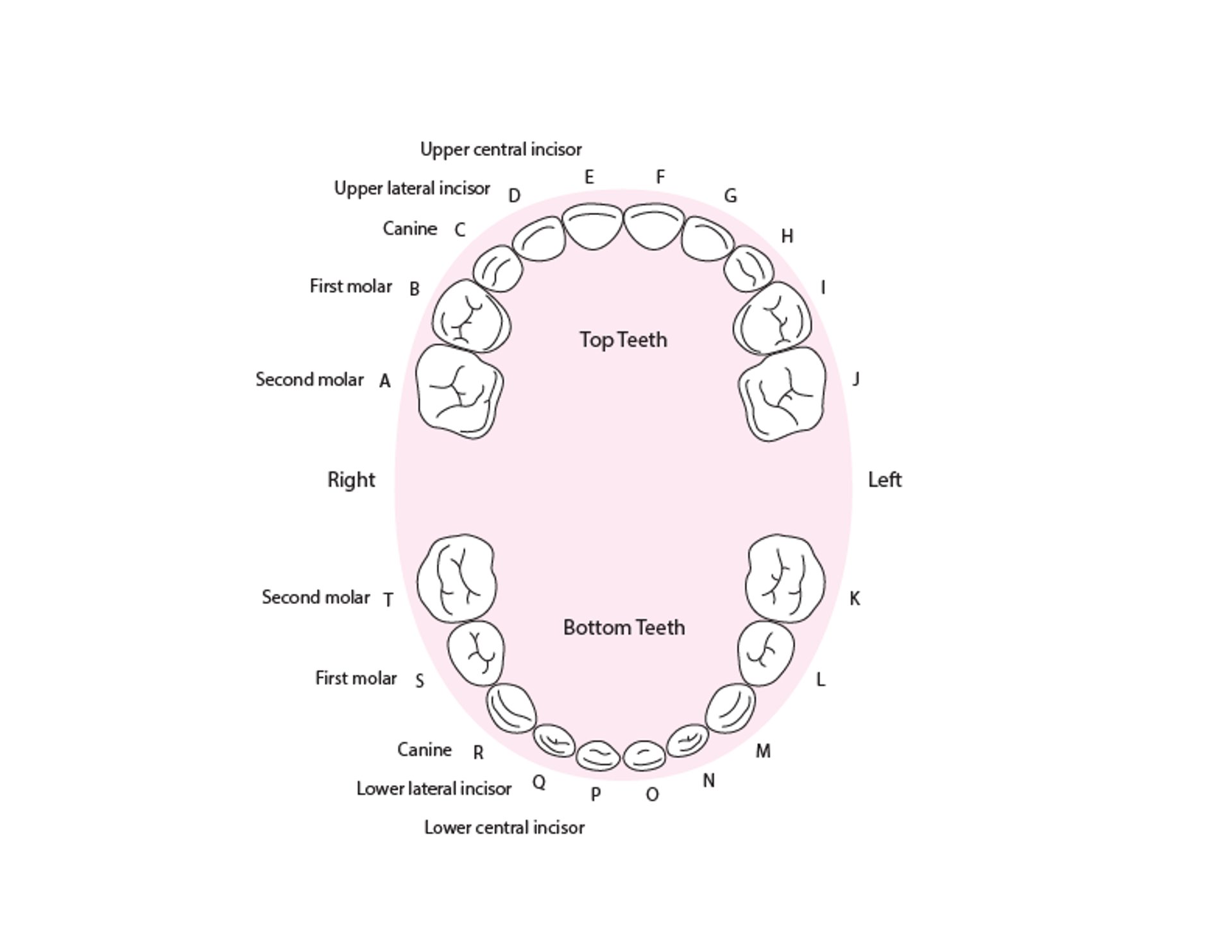 Identificazione dei denti primari (da latte)