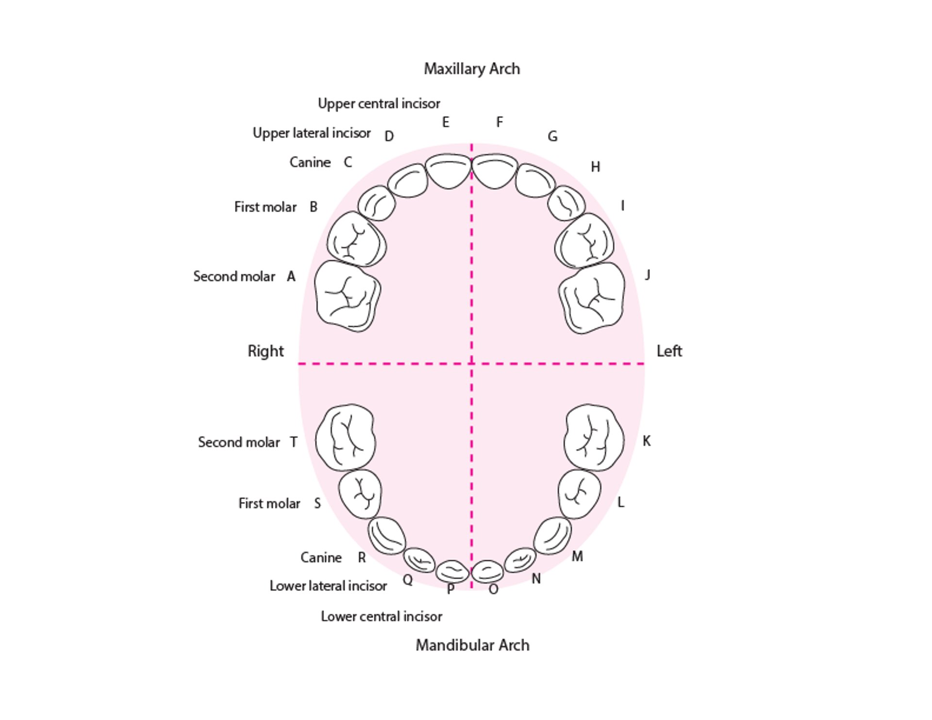 Identificación de los dientes (de leche)