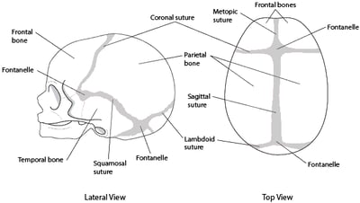 Sutures of the Skull