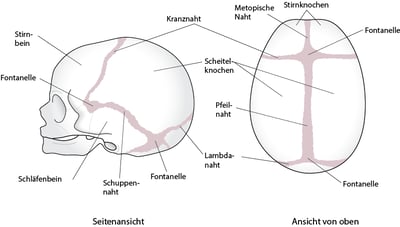 Suturen des Schädels