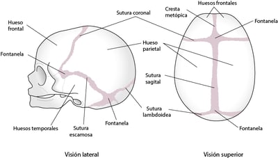 Suturas del cráneo