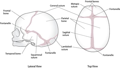 Sutures du crâne