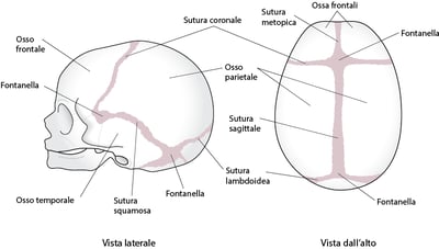 Suture del cranio