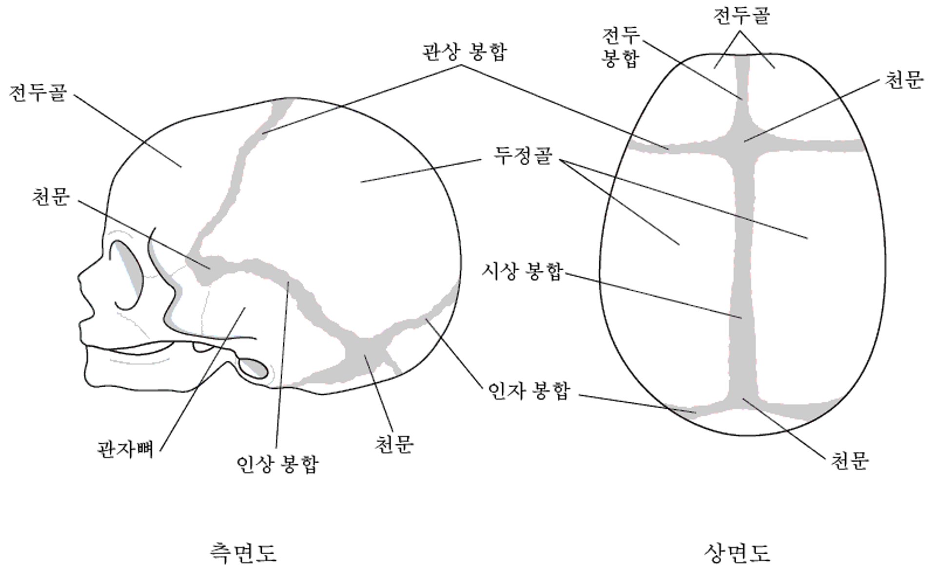 두개골의 봉합