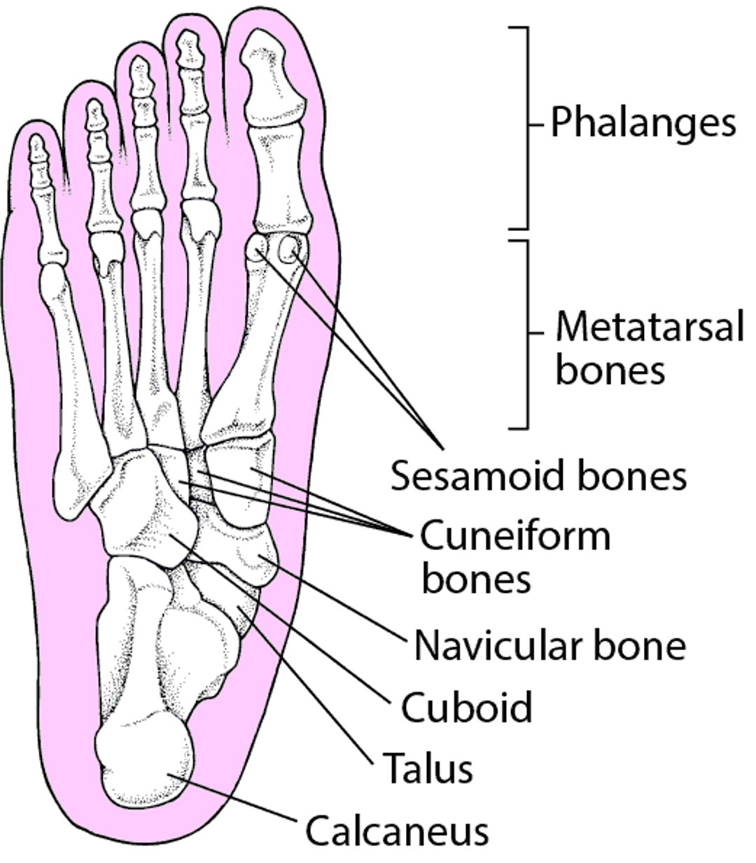 عظام القدم
