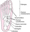 Huesos del pie