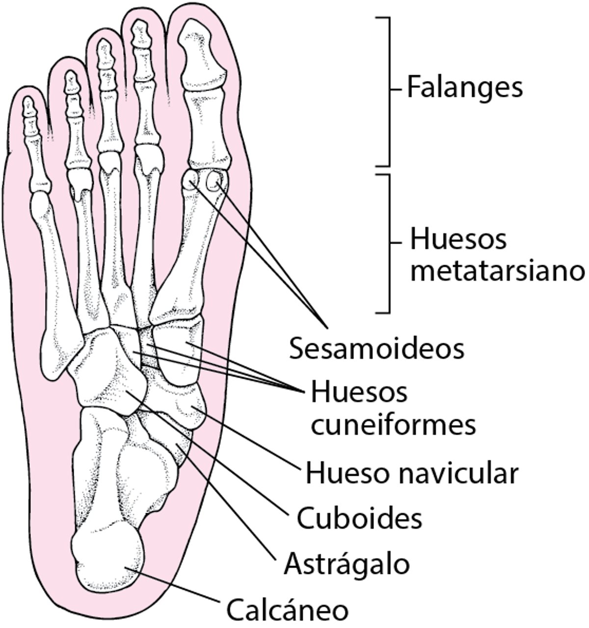 Huesos del pie