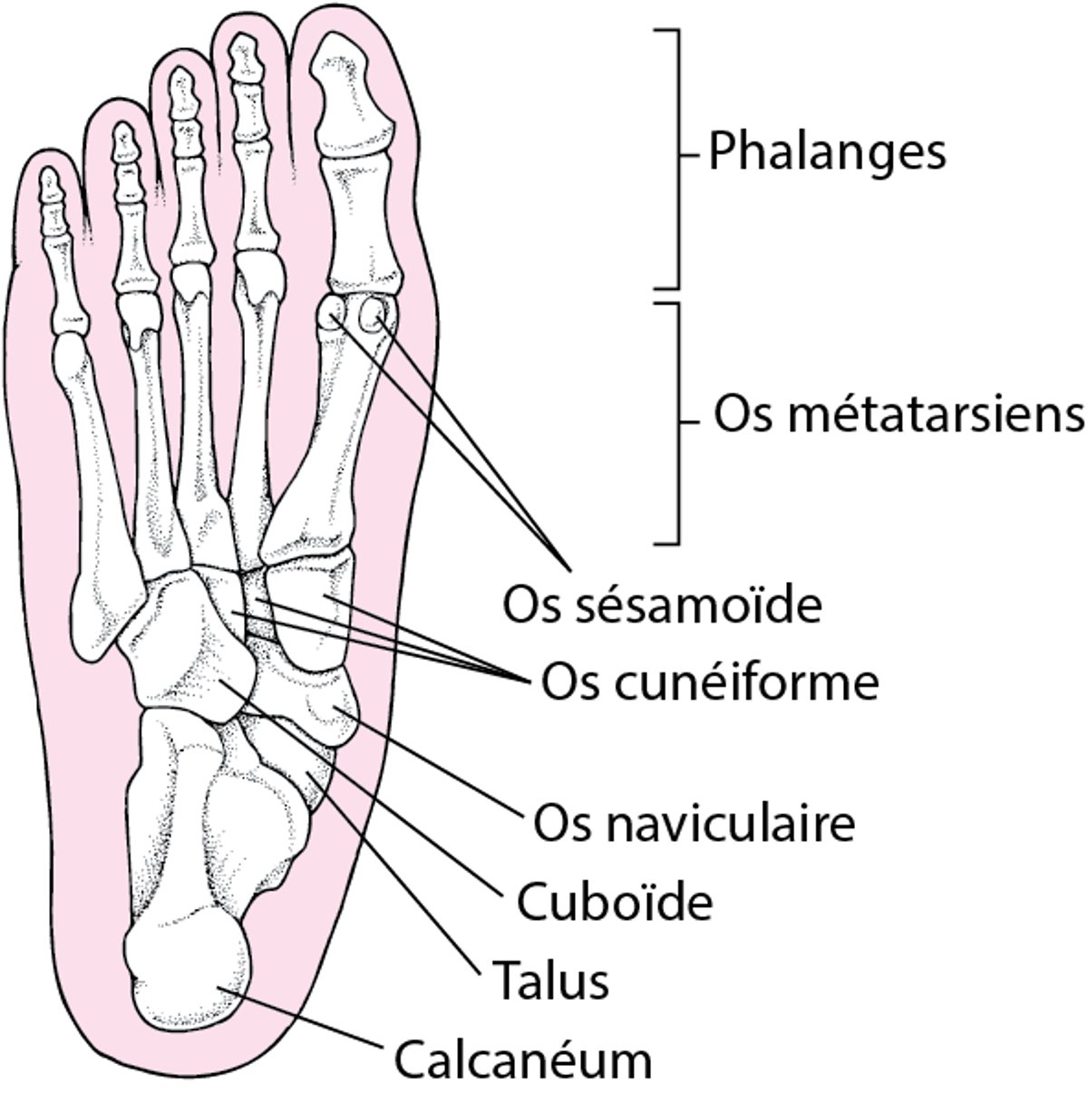 Os du pied