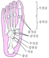 발의 뼈