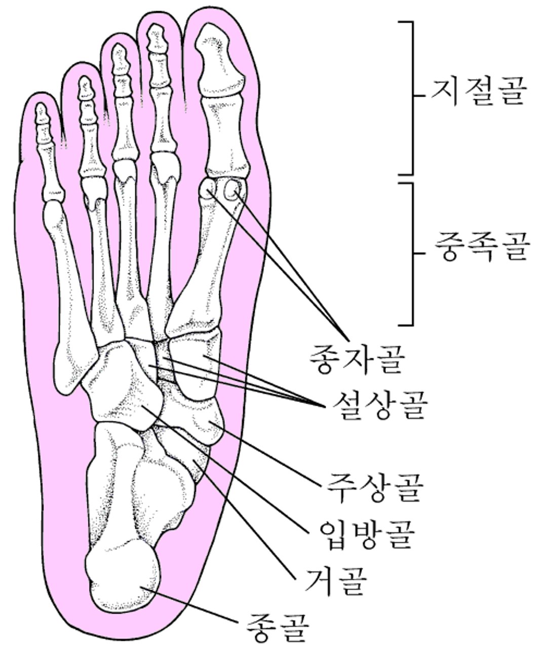 발의 뼈