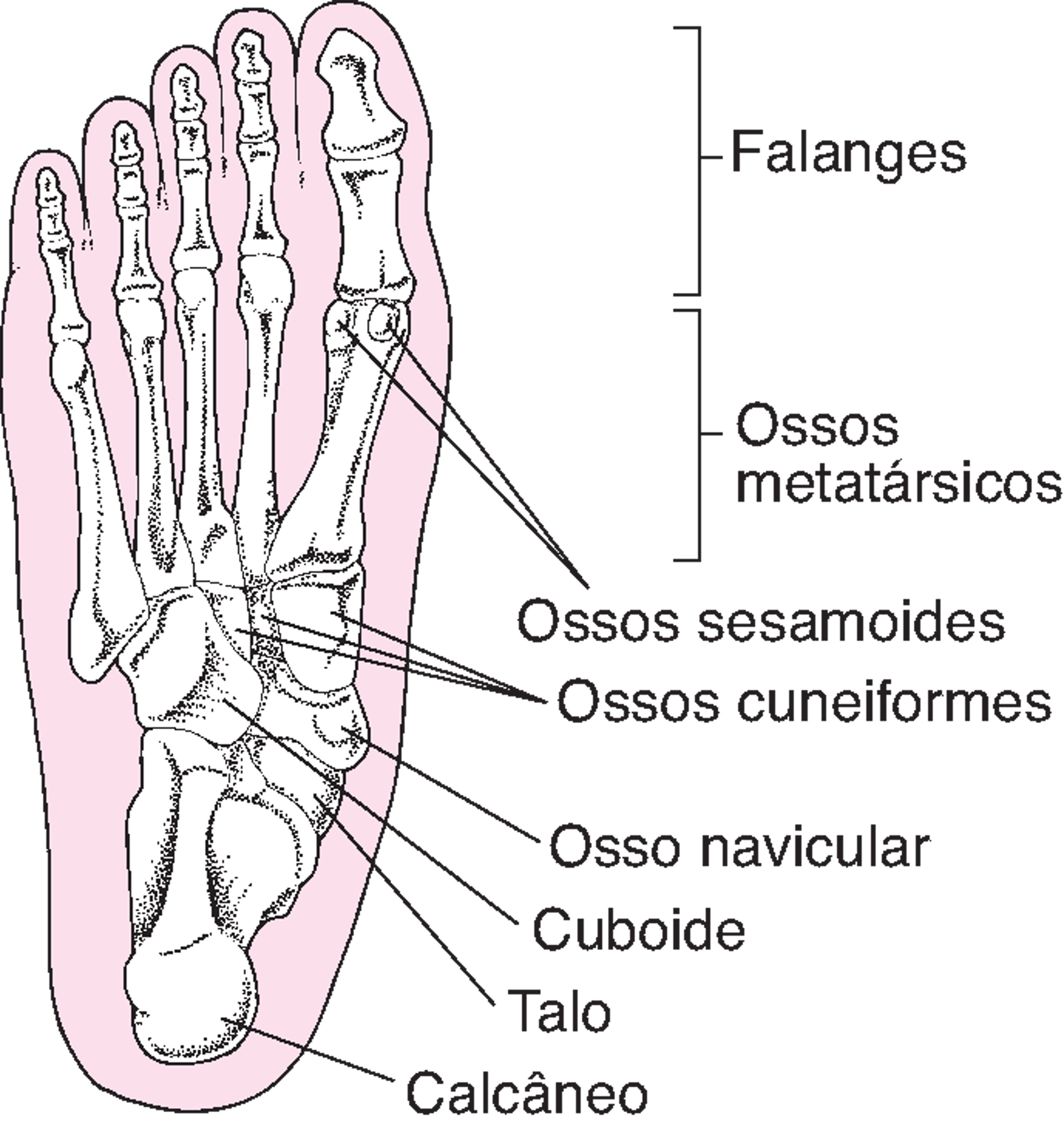 Ossos do pé