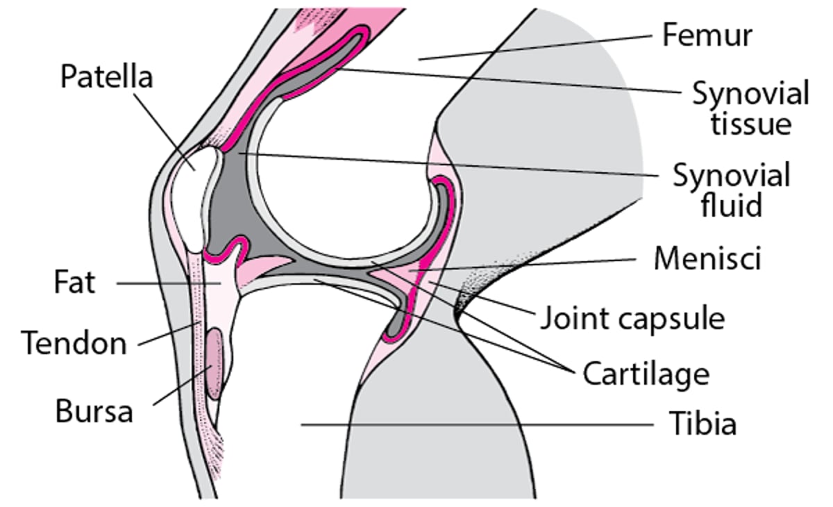 Interior de la rodilla (vista lateral)