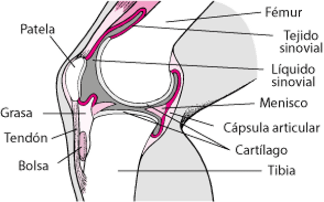 Interior de la rodilla (vista lateral)