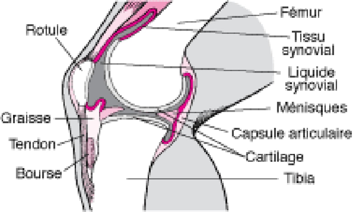 Intérieur du genou (vue latérale)