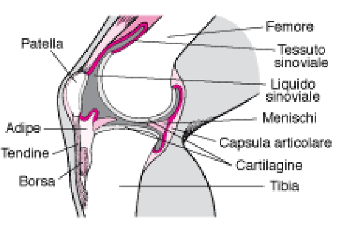 Interno del ginocchio (vista laterale)