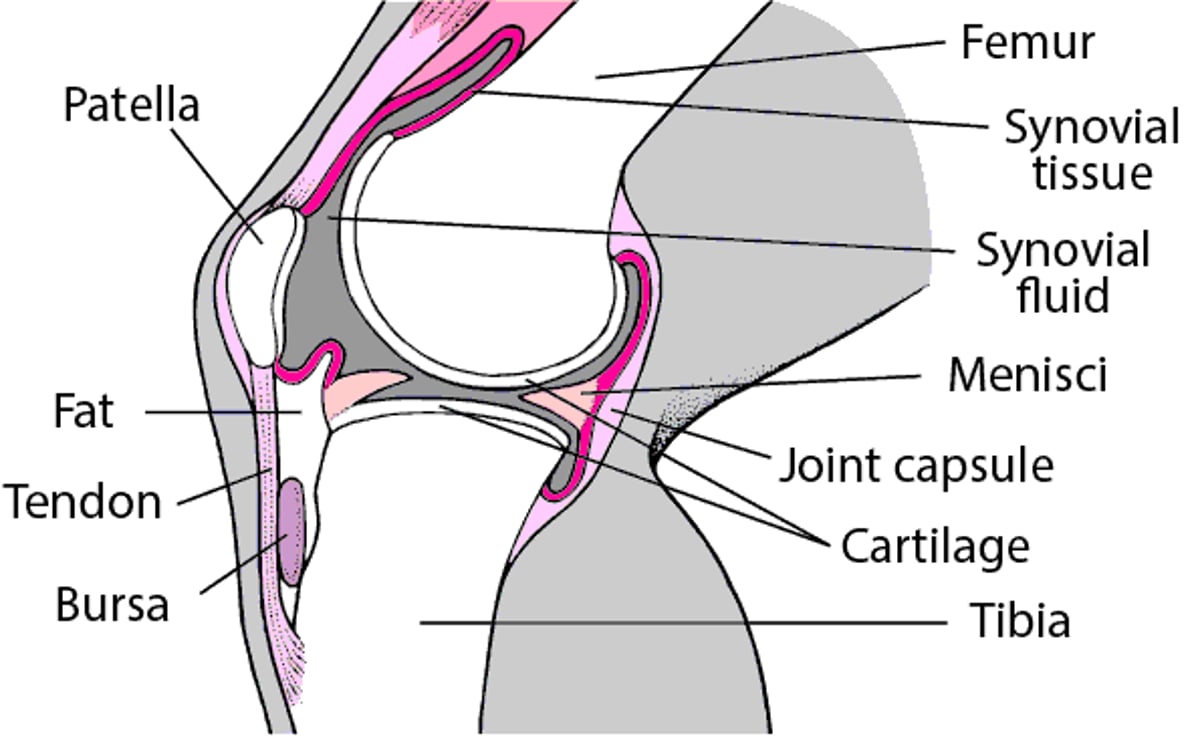 膝の内部（側面図）
