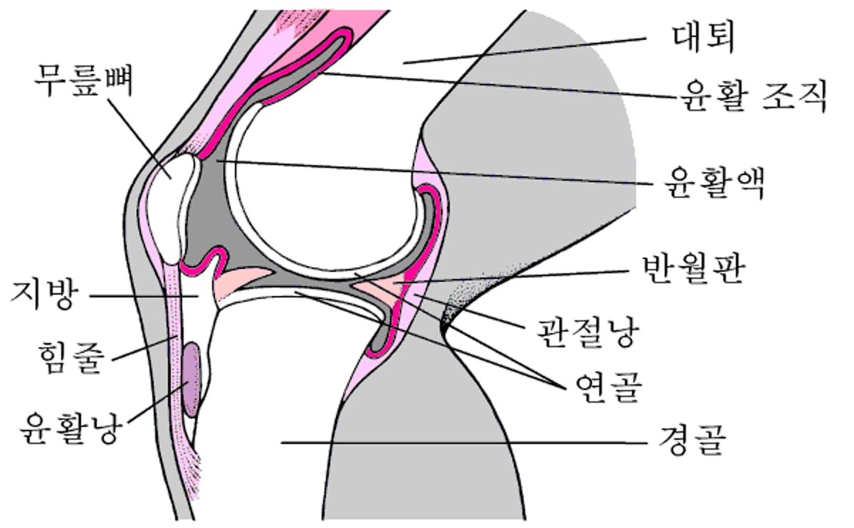 무릎 내부(측면도)