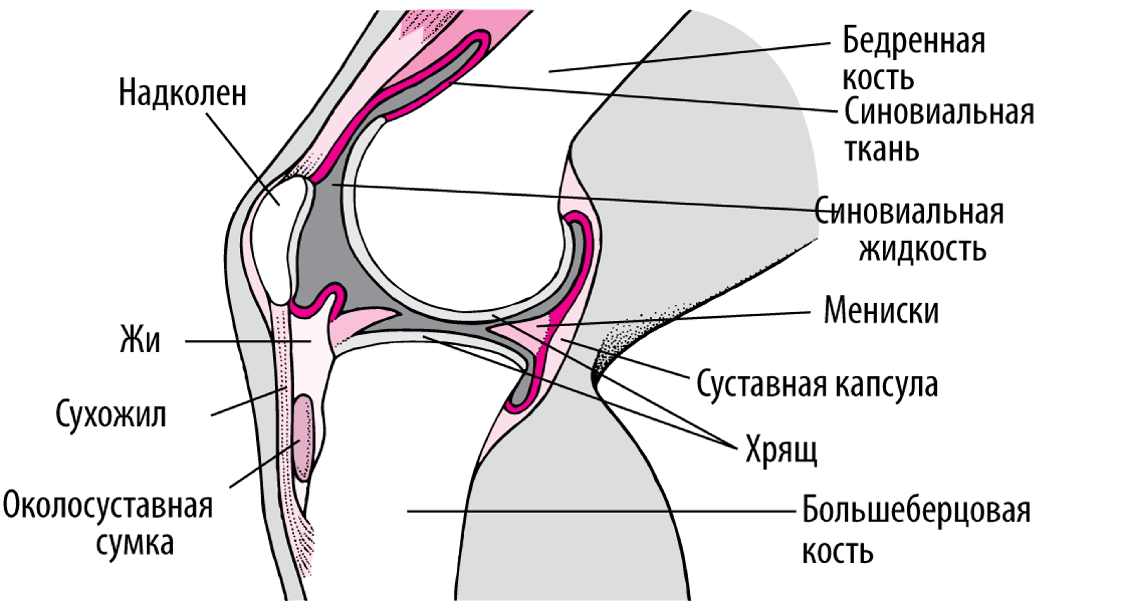 Коленный сустав изнутри (вид сбоку)