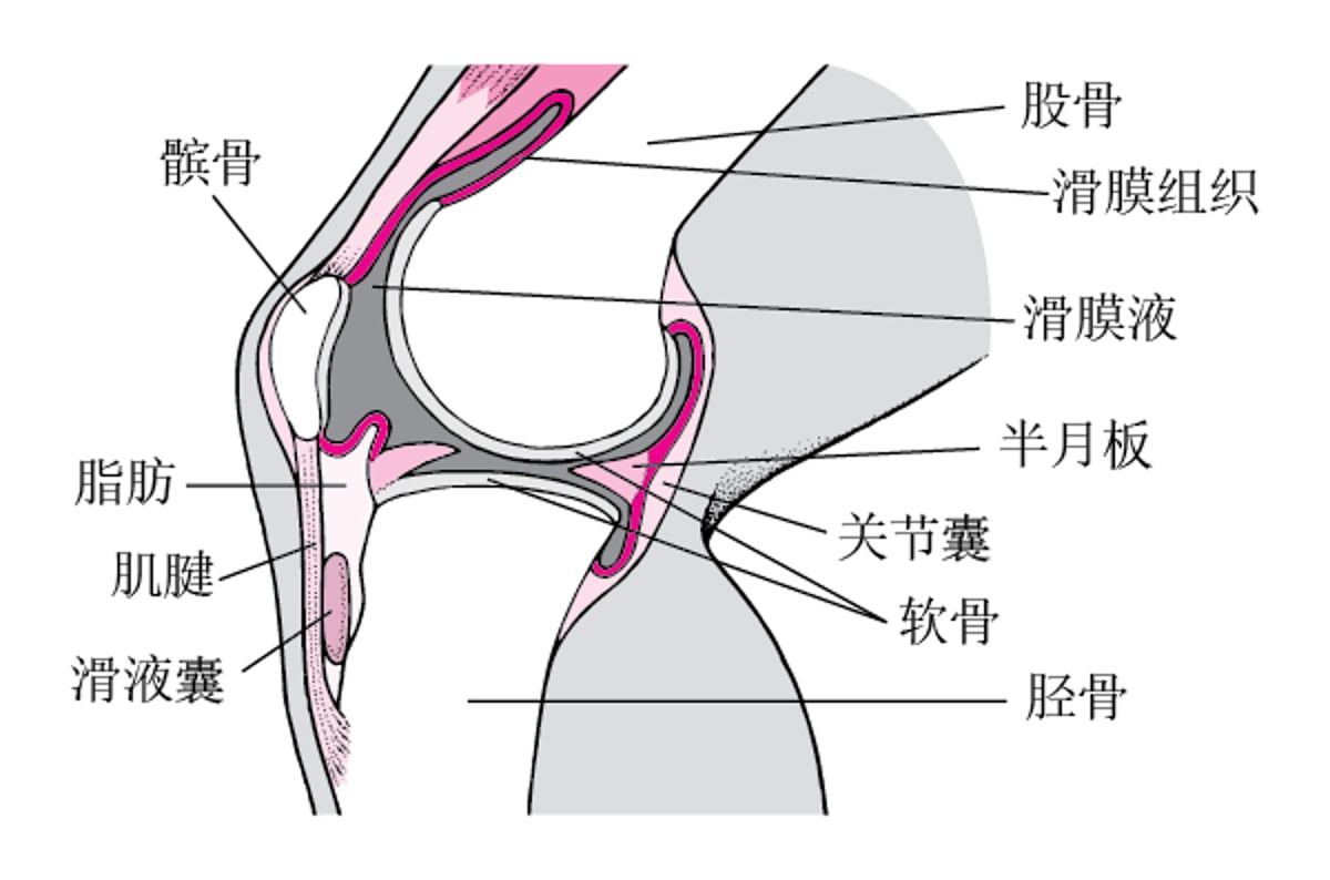 膝盖内（侧视图）