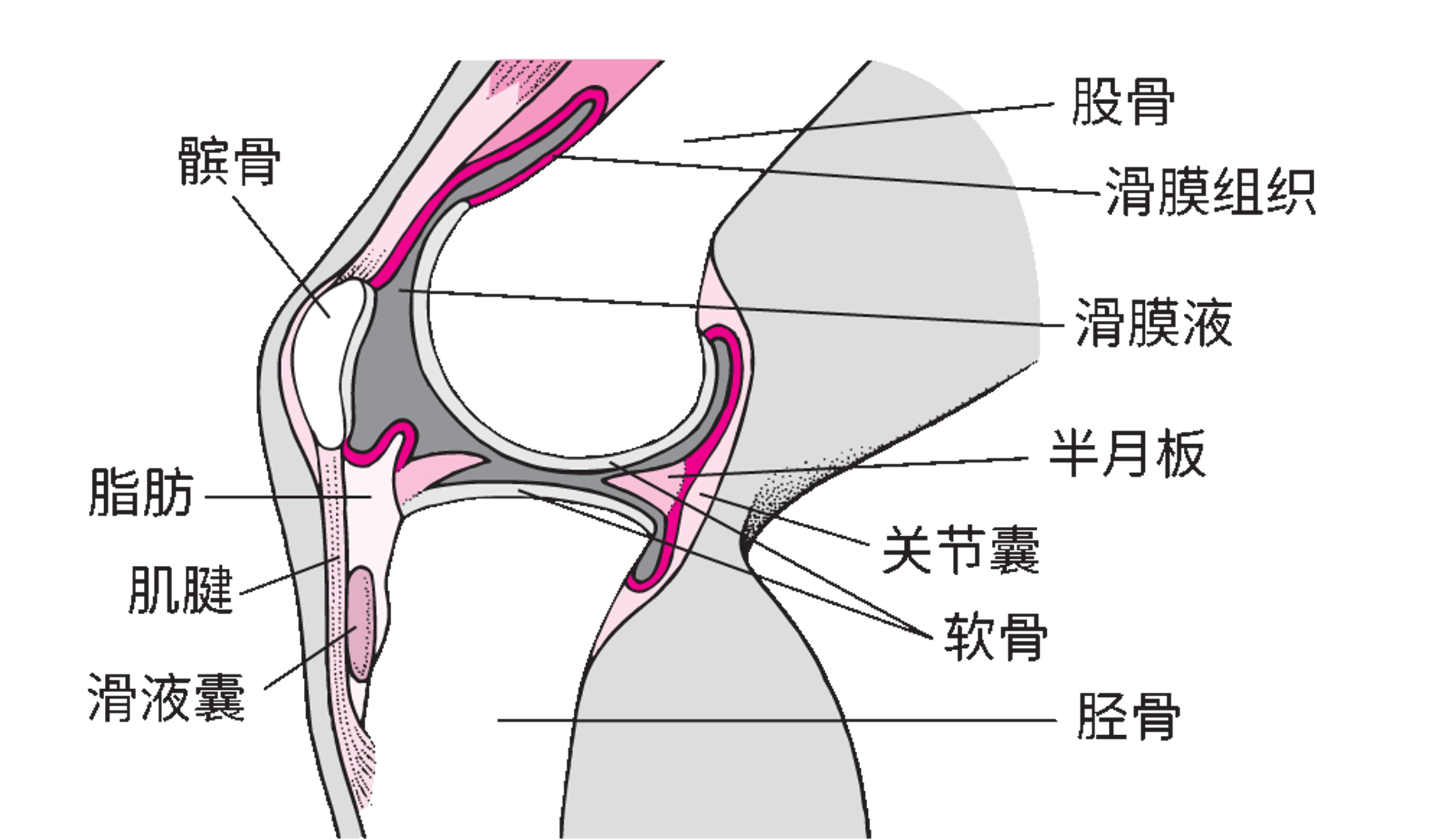 膝盖内（侧视图）