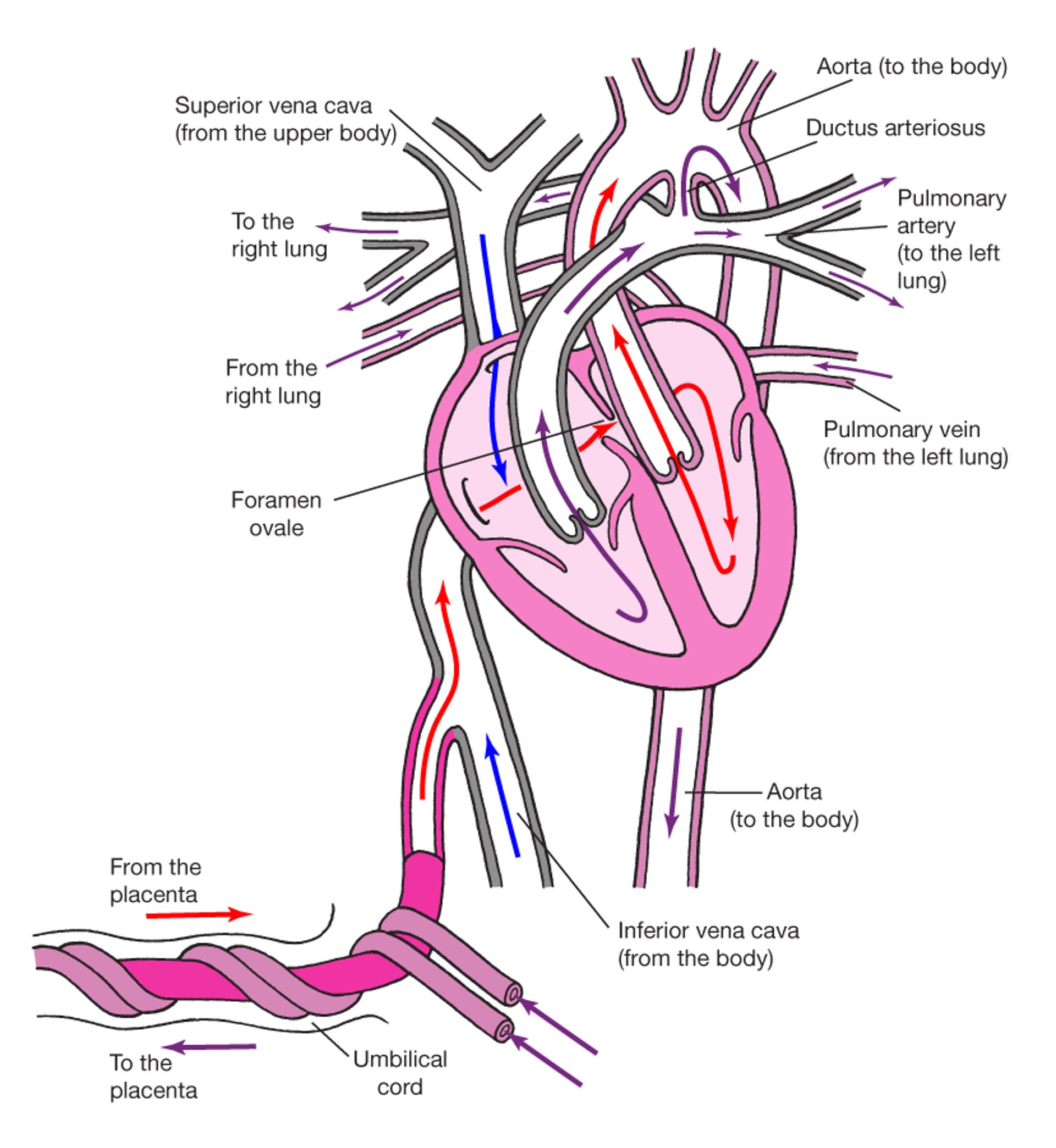 Normal Circulation in a Fetus