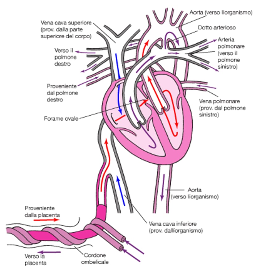 Circolazione normale nel feto