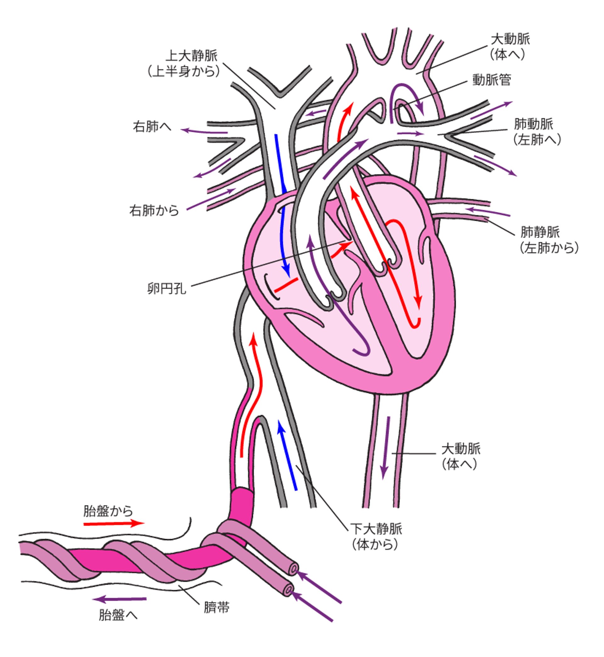胎児での正常な循環