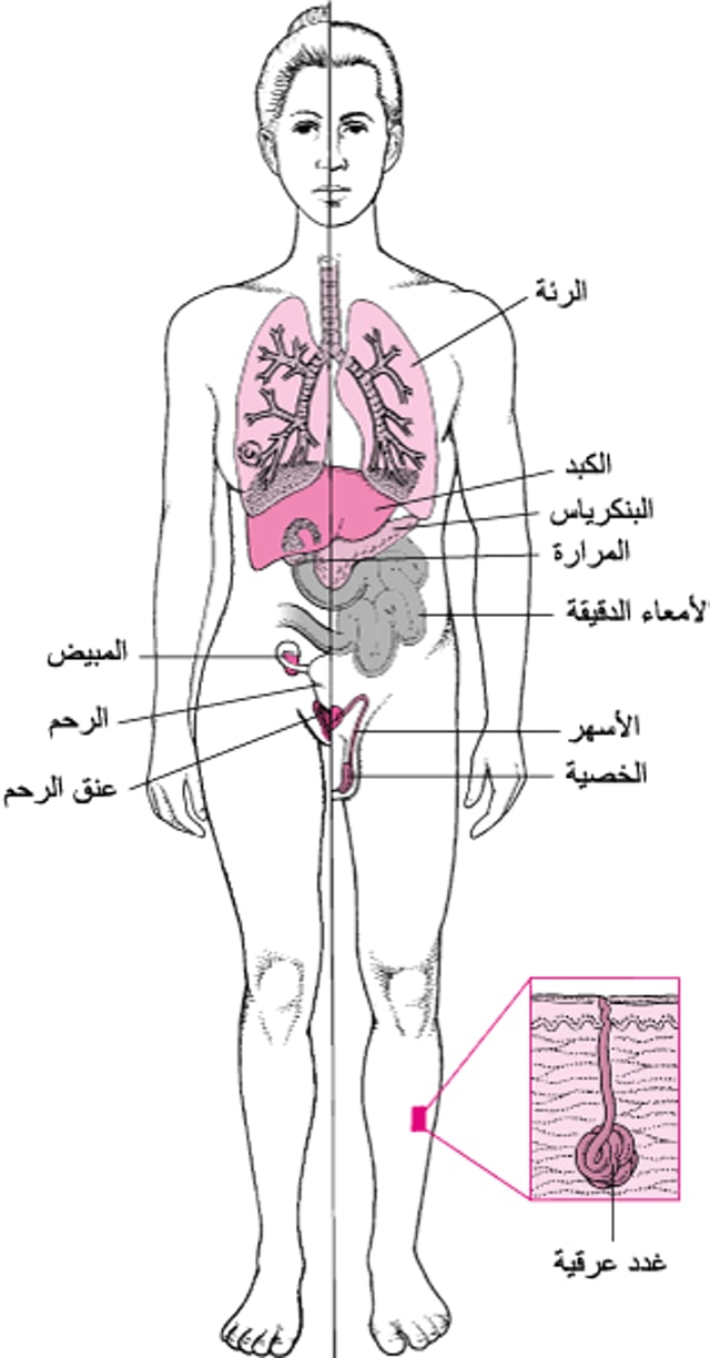 التليُّفُ الكيسي: ليس مجرَّد مرض رئوي