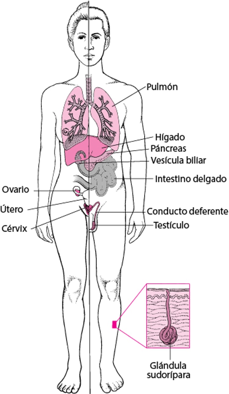 Fibrosis quística: no solo una enfermedad pulmonar