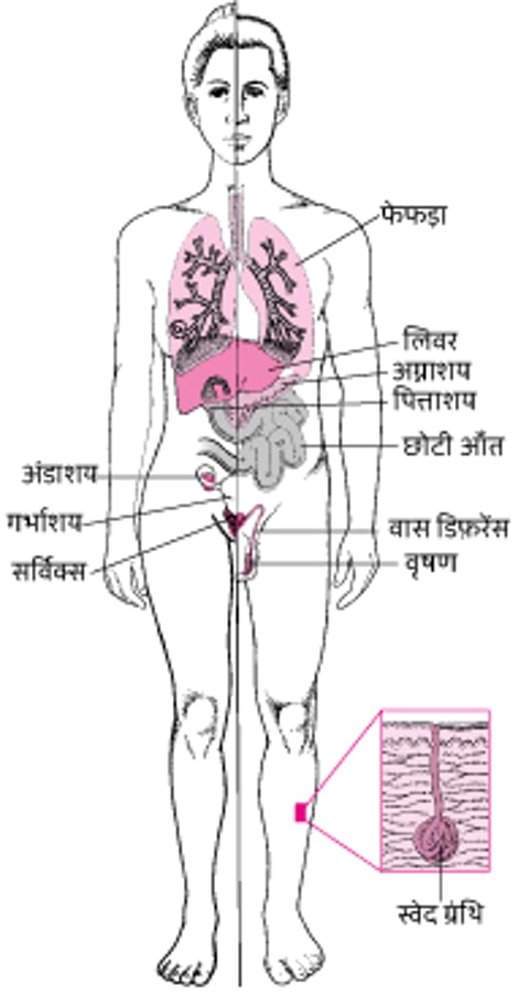 सिस्टिक फ़ाइब्रोसिस: यह सिर्फ़ एक फेफड़े से जुड़ी बीमारी नहीं है