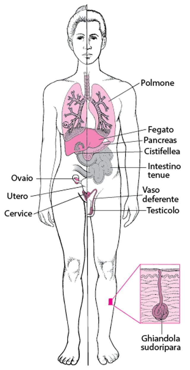 Fibrosi cistica: non solo una malattia polmonare
