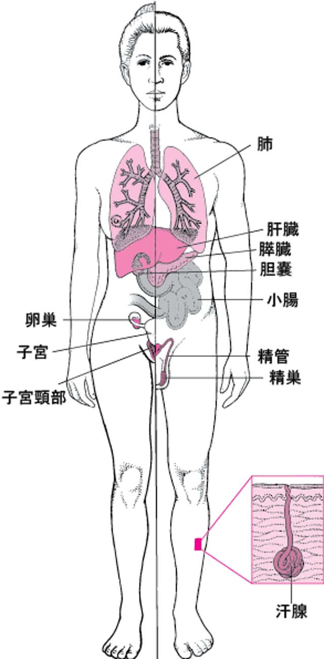 嚢胞性線維症のうほうせいせんいしょう：肺はいだけの病気びょうきではありません