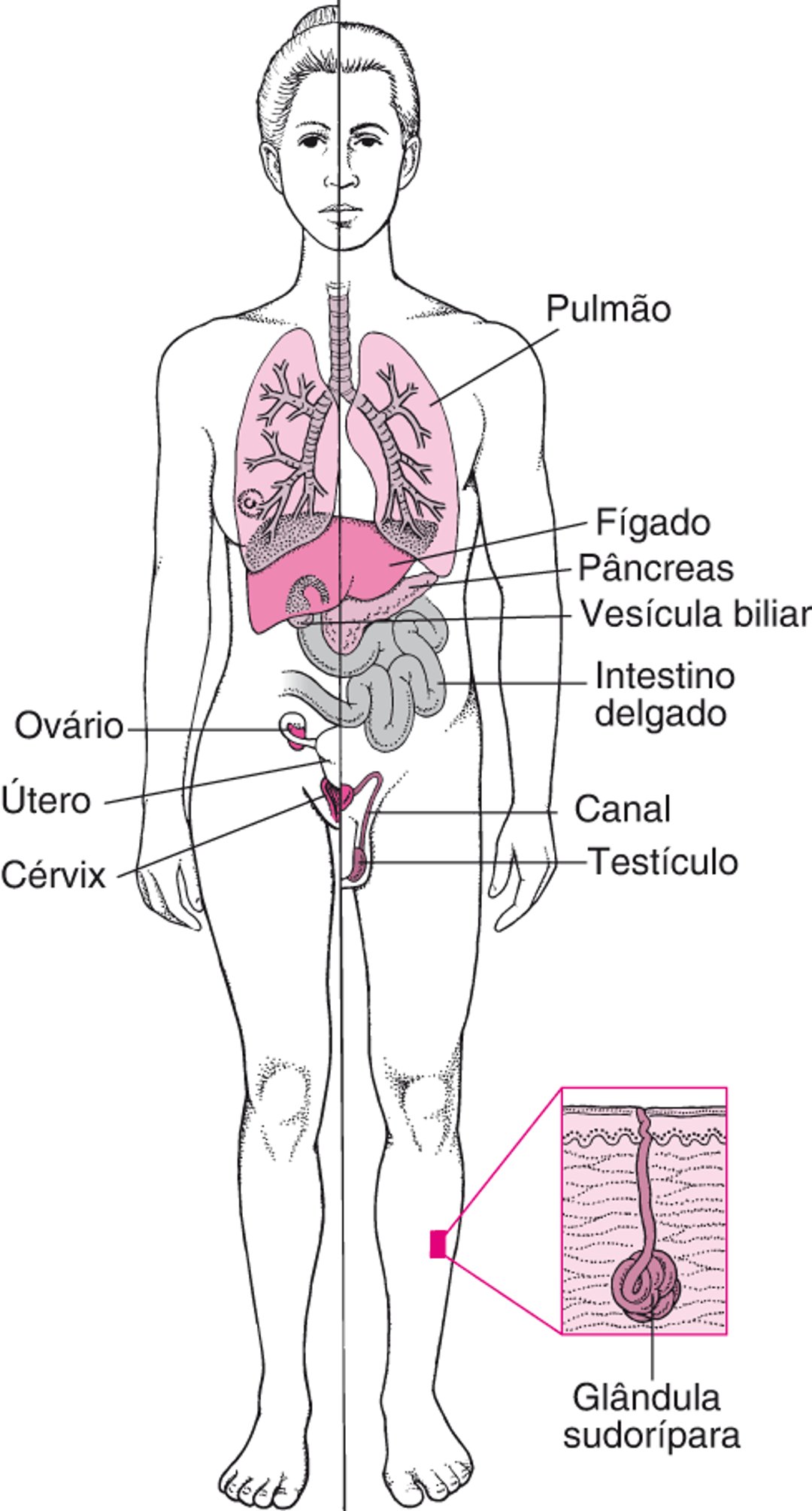 Fibrose cística: não é apenas uma doença do pulmão