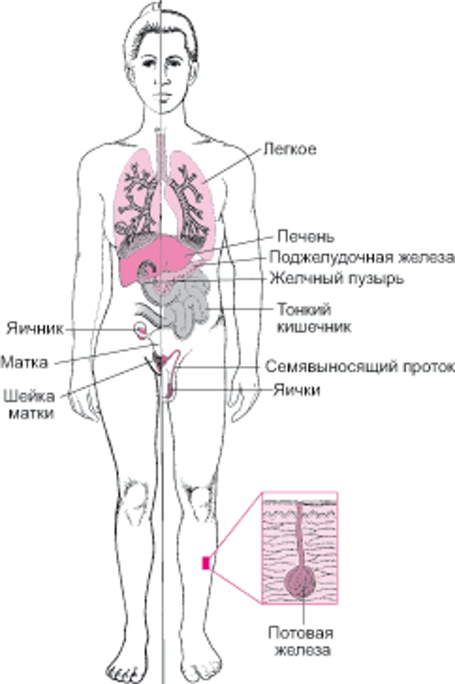 Кистозный фиброз: не просто заболевание легких