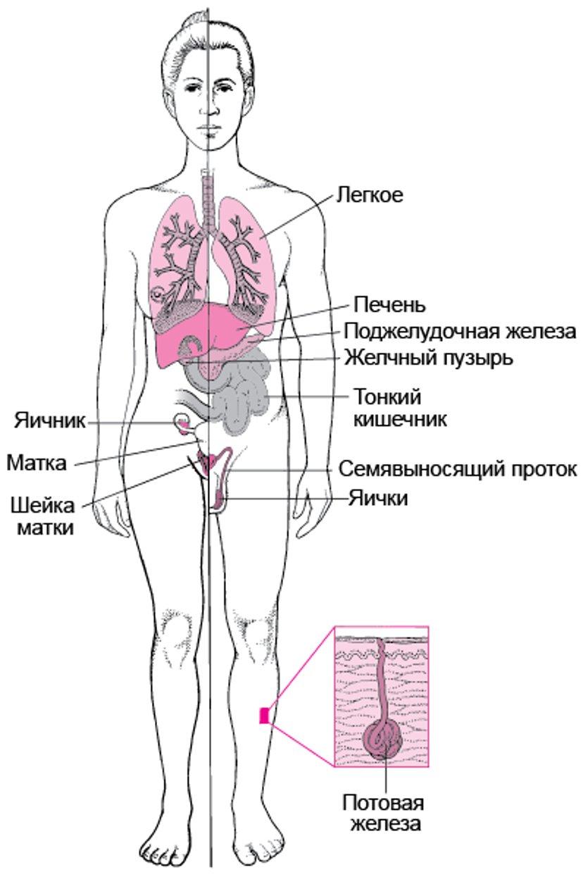 Кистозный фиброз: Не просто заболевание легких